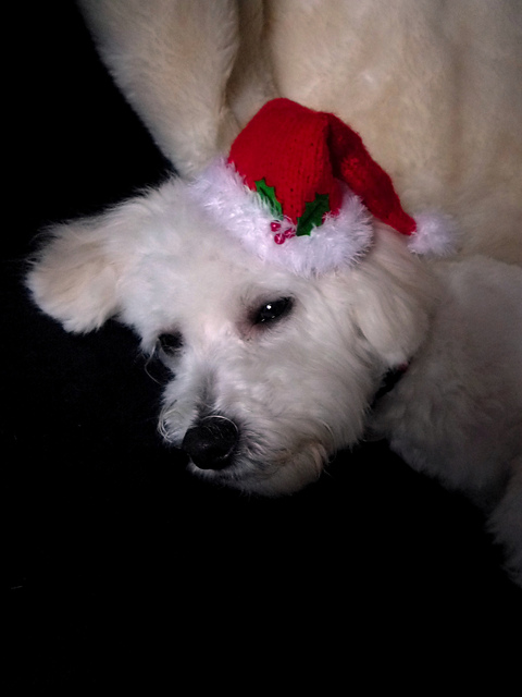 Dog Christmas Santa Hat