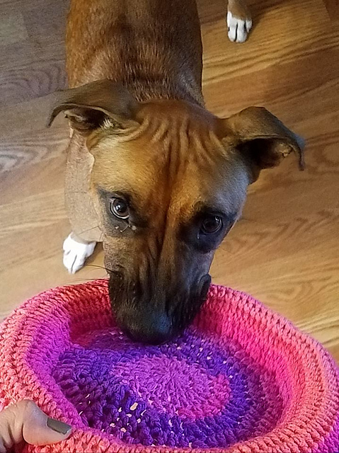 Fetching Pup / Tot Frisbee