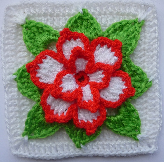 Poinsettia in square