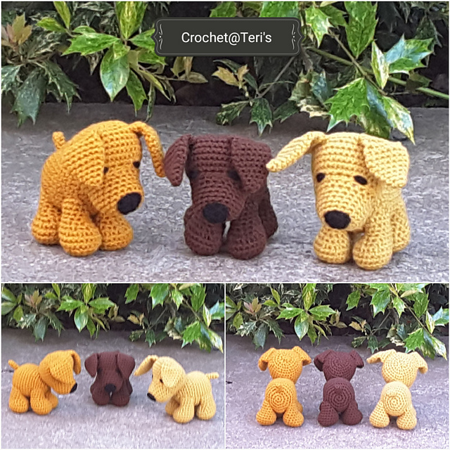 Labrador Puppies