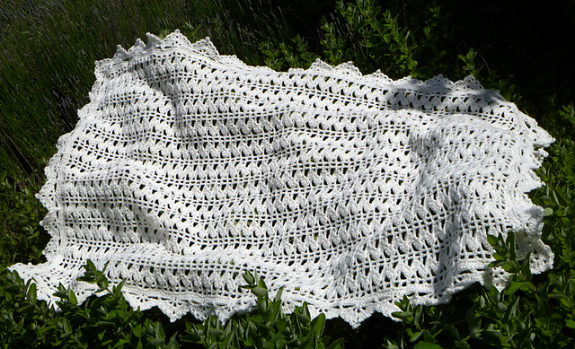 Lacy Shells