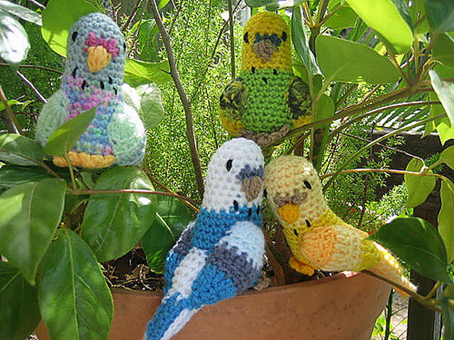 Budgerigars