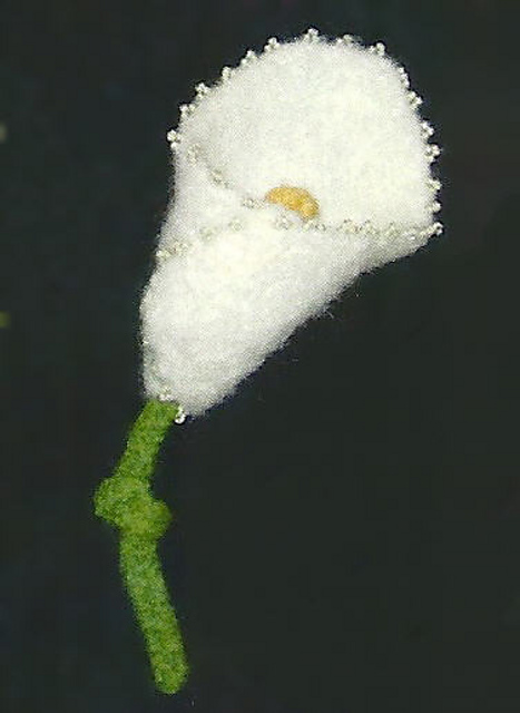 Calla Lily