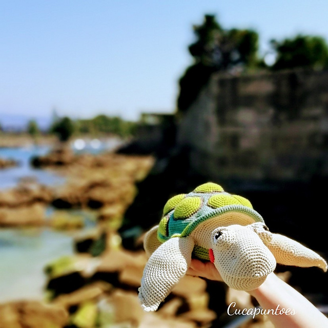 Charlotte the turtle