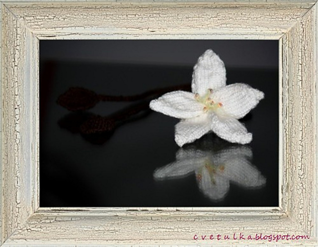 Lilium Lariat