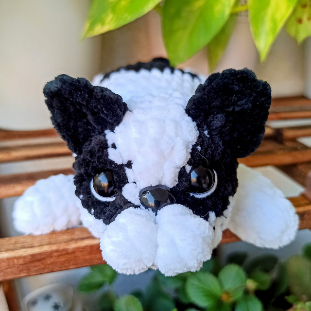 Frankie the french bulldog