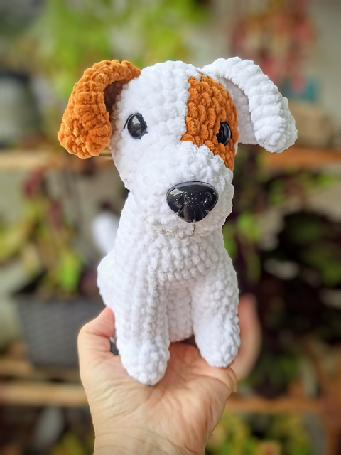 Jack Russel terrier Terry