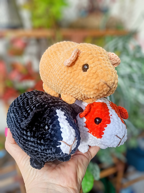 Guinea Pig Quido 3-in-1