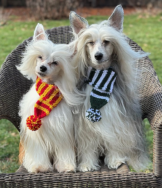 Pawsome Dog Scarf