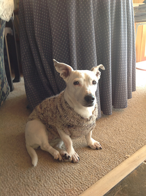 Simple Sweater for a Jack Russel