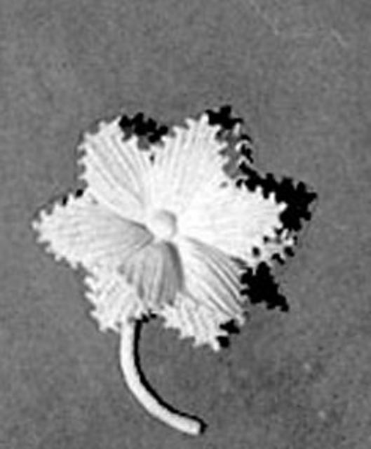 Lapel Flower #2634