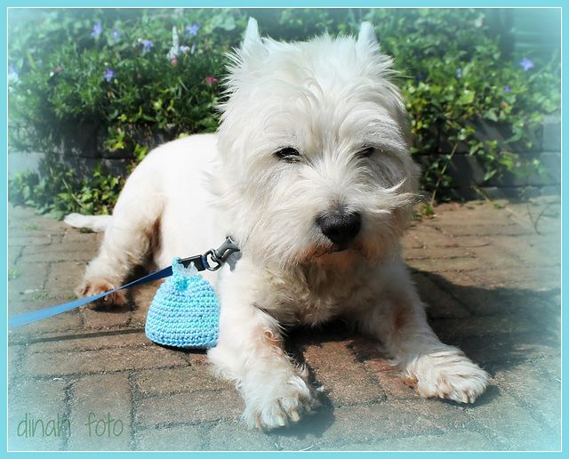 Mochilla doggybag