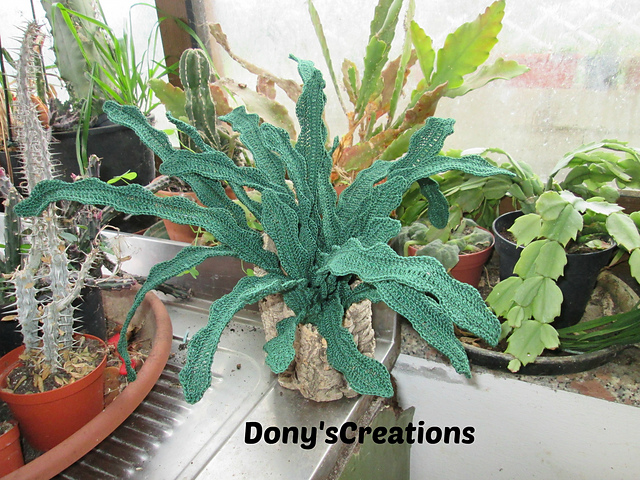 Mother-in-law cactus