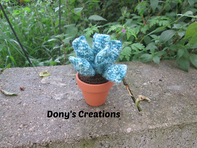 Adromischus cactus