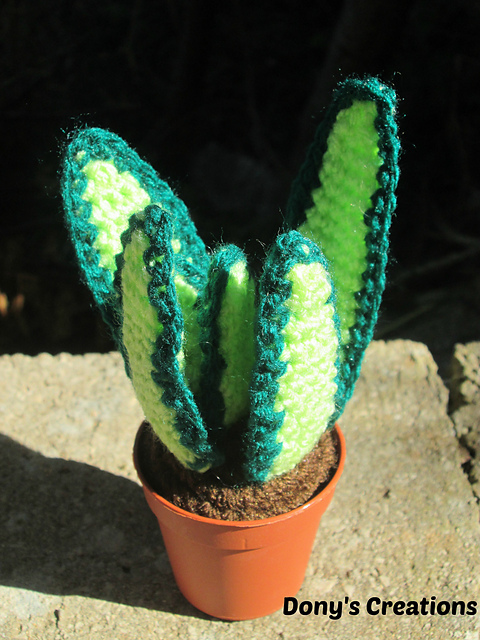 Aloe
