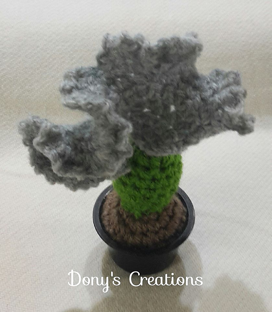 Cactus Ventaglio