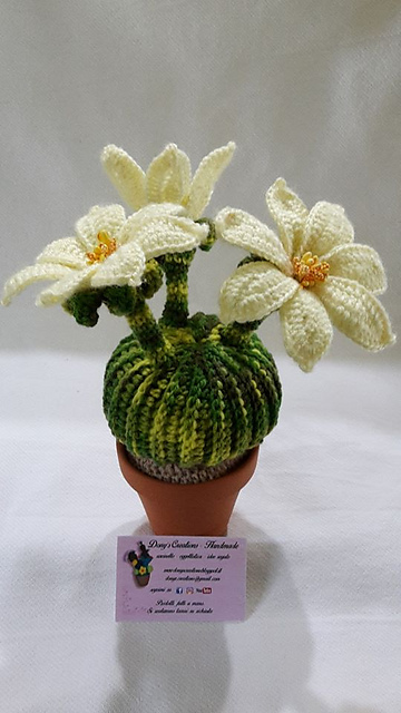 Cactus palla