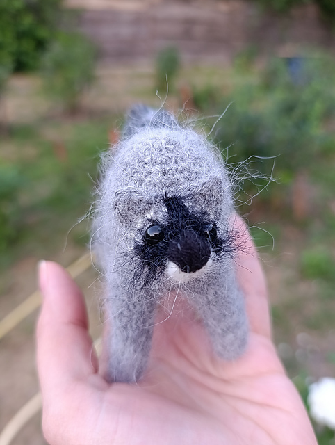 Jimothy the raccoon