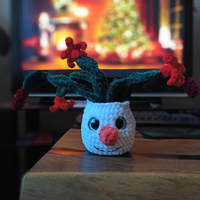 Christmas cactus