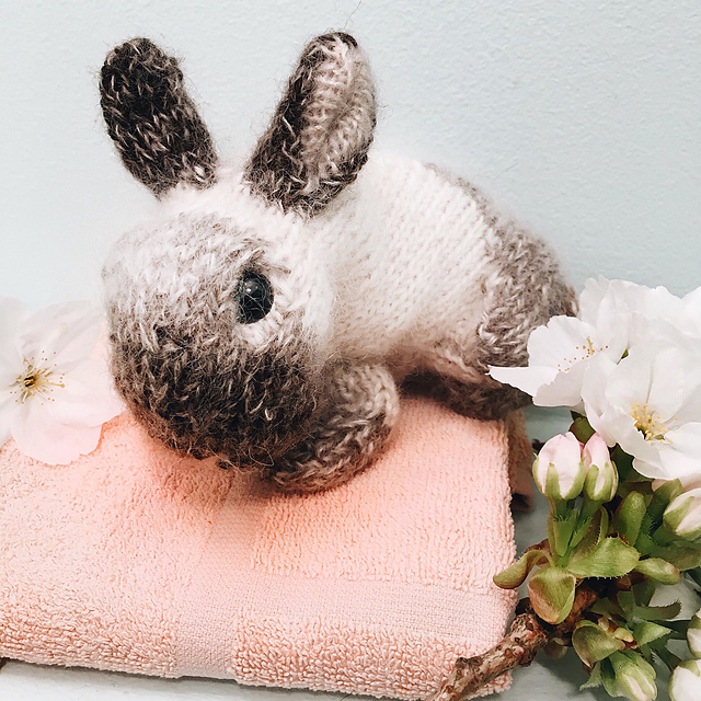 Netherland Dwarf Bunny