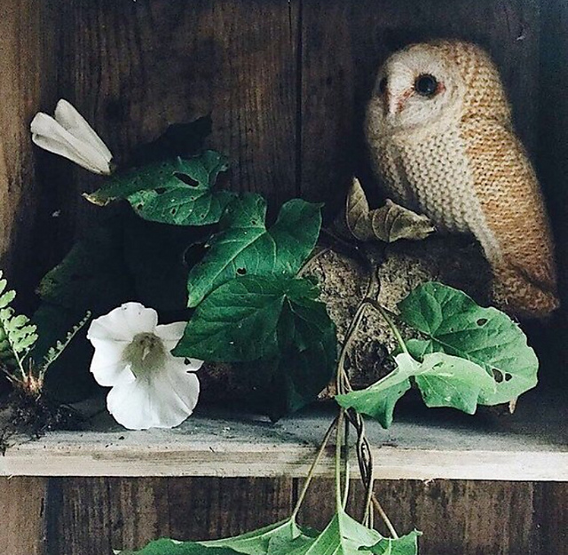 Winter White Owl