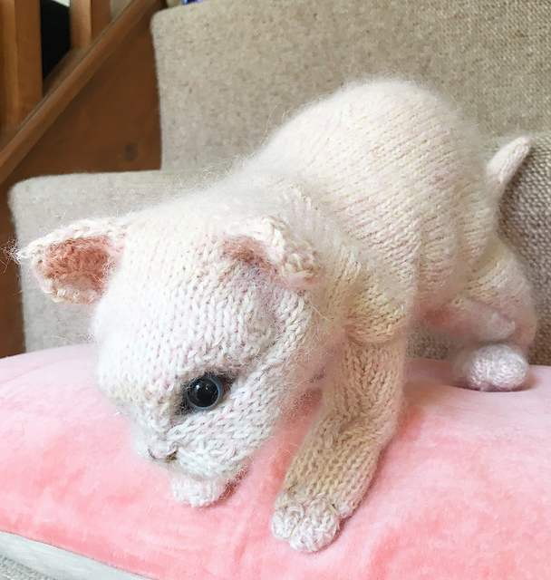 Kitten