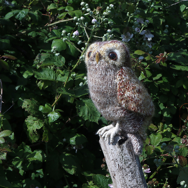 Tawny Owl