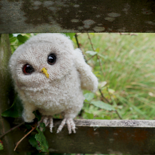 Owlet