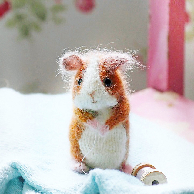 Guinea Pig
