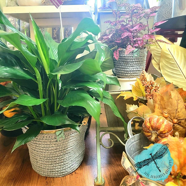 Plant Yarn Love Baskets