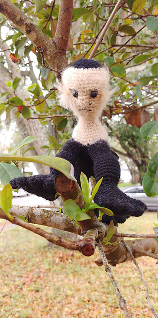 Capuchin Monkey