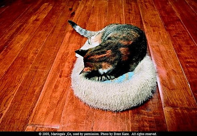 Bull's-Eye Cat Bed