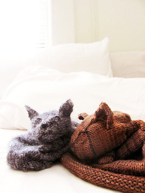 Cat Sleeping on a Hat