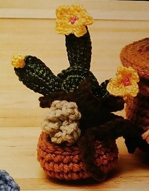 Cactus Plants