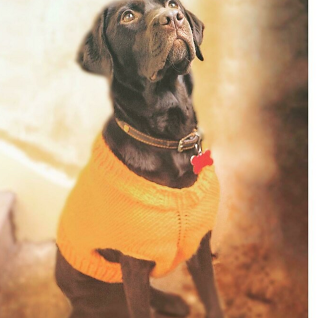 The Juno's Friend Jumper