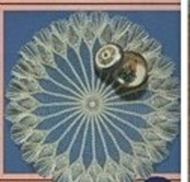 Doily