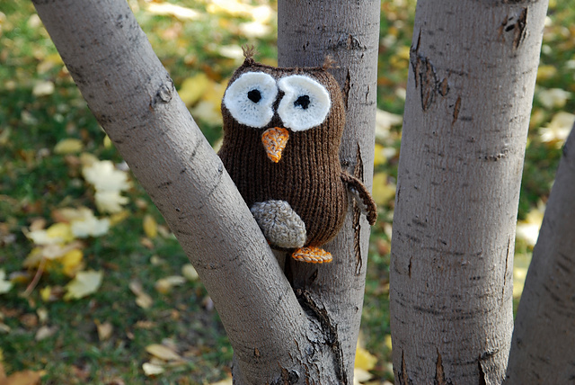 Asma Owl