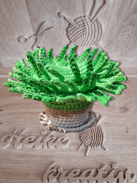 Grüne Riesenanemone