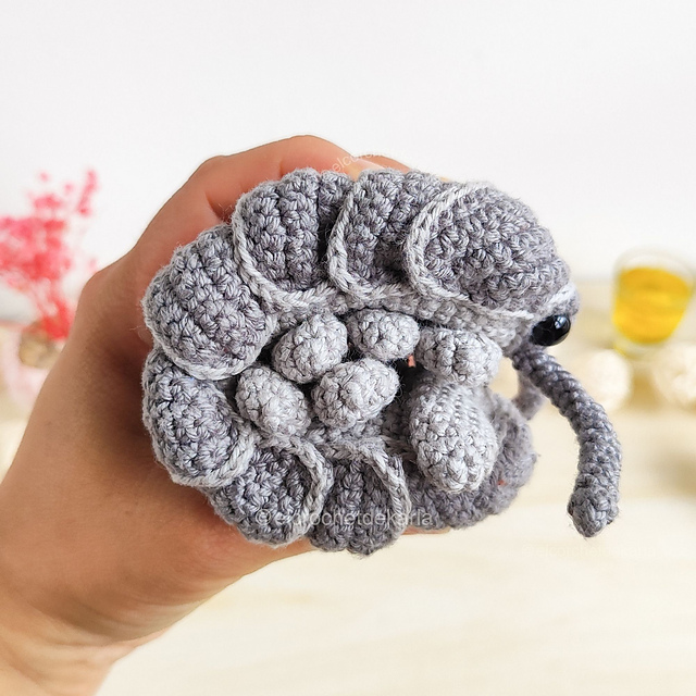 Roly Poly Pill Bug Isopod