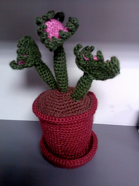 Venus Fly Trap