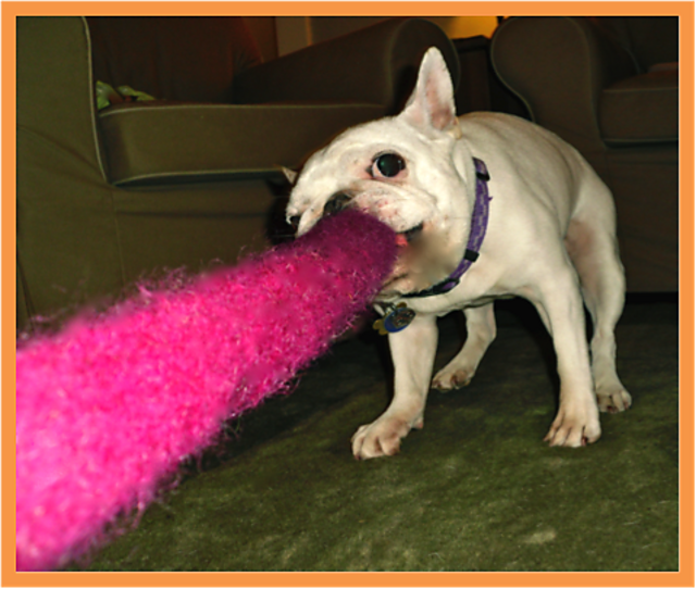 Rope Toy