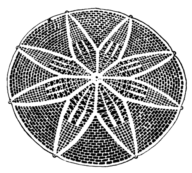 Single Flower Doily