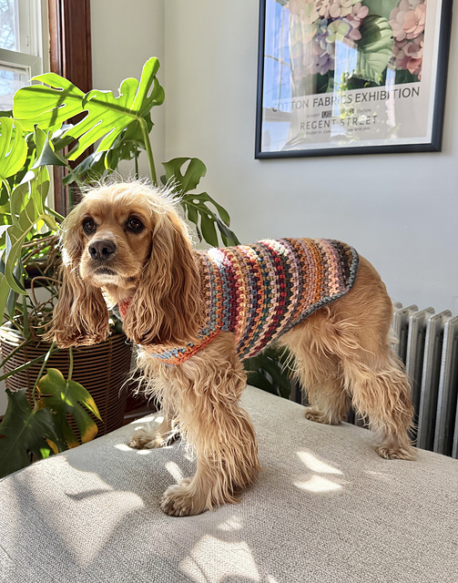 Sokka Pet Sweater