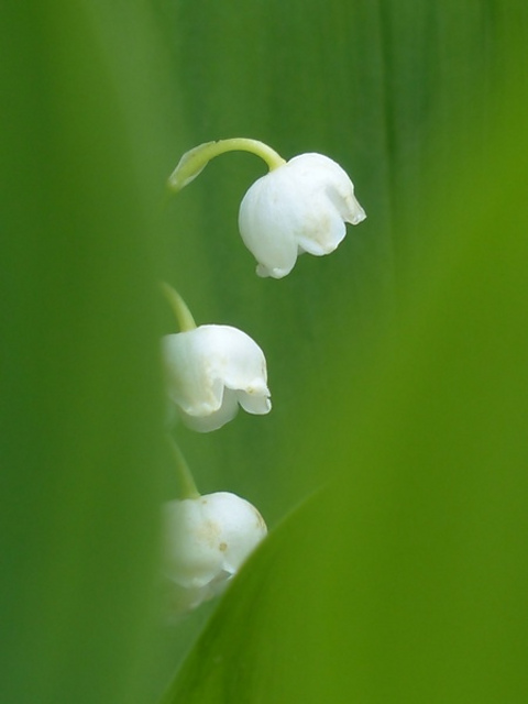 Lily MKAL