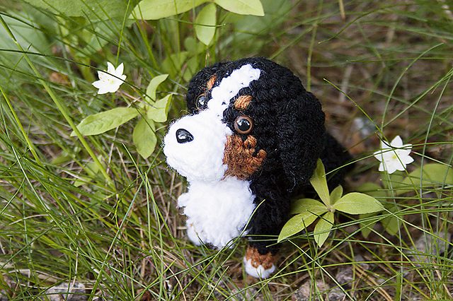 Bernese Mountaindog