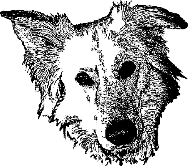 Double Knit Dog Chart
