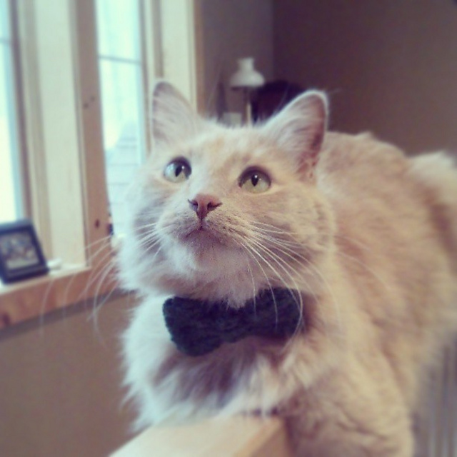Gus Gus' Bowtie