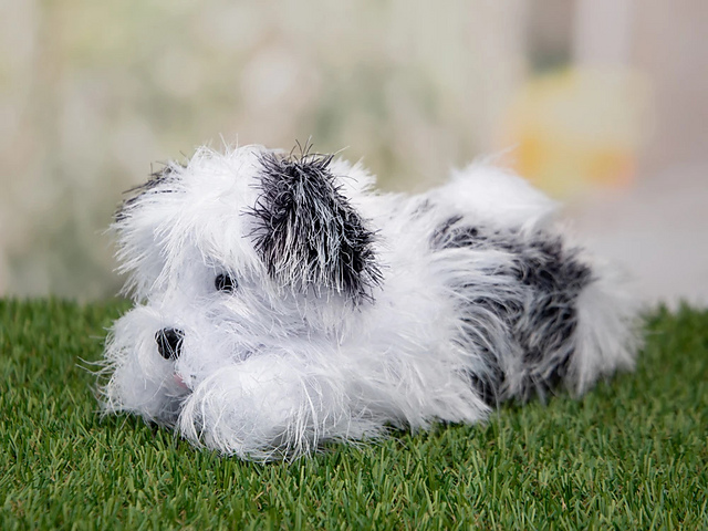 Stella the Shih Tzu