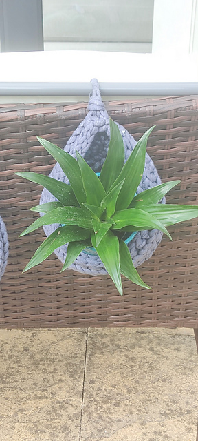 Quick Hanging Basket