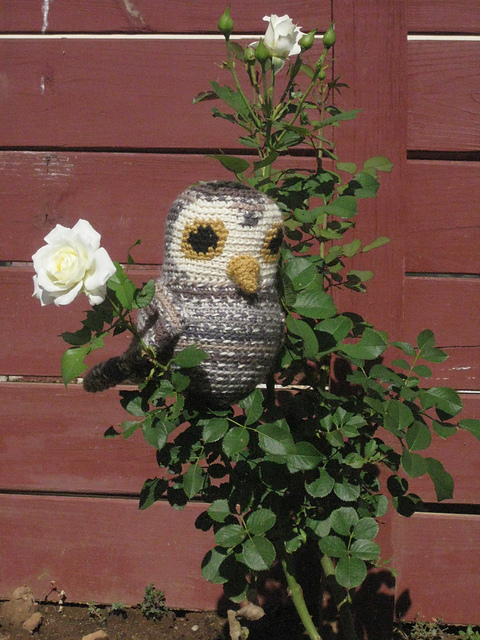 York the Owl